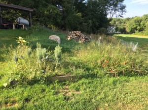 Look at that garden.  There's tomatoes, what used to be broccoli, a zombie sunflower in the back.  Great stuff.
