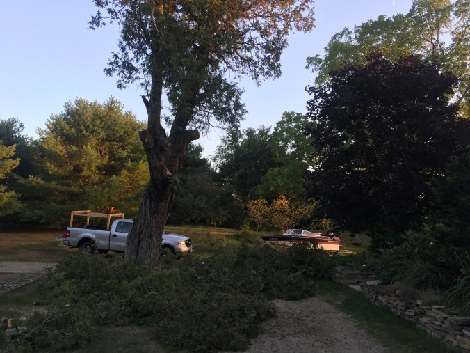 Sadly, this juniper that was around 200 years old had to come down before a storm dropped it on the house.
